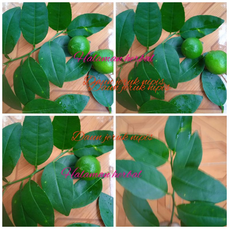 

Daun jeruk nipis 250 lembar