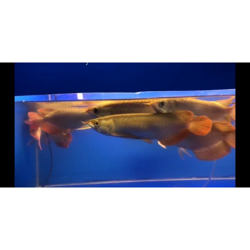 Ikan Arwana Super red Metalik 35cm