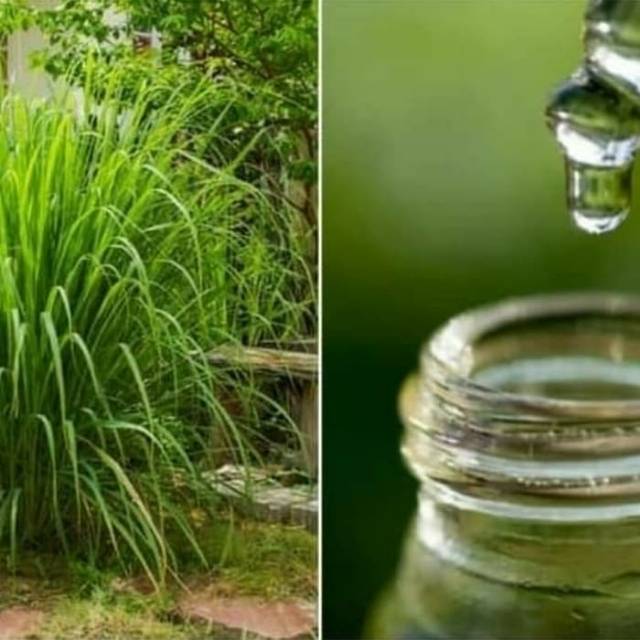 ESSENTIAL OIL CITRONELLA MINYAK SEREH MINYAK ATSIRI SEREH