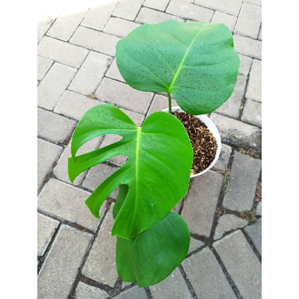 monstera borsigiana