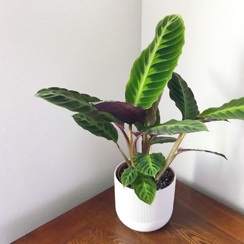 bunga Velvet jungle jenis zebrina