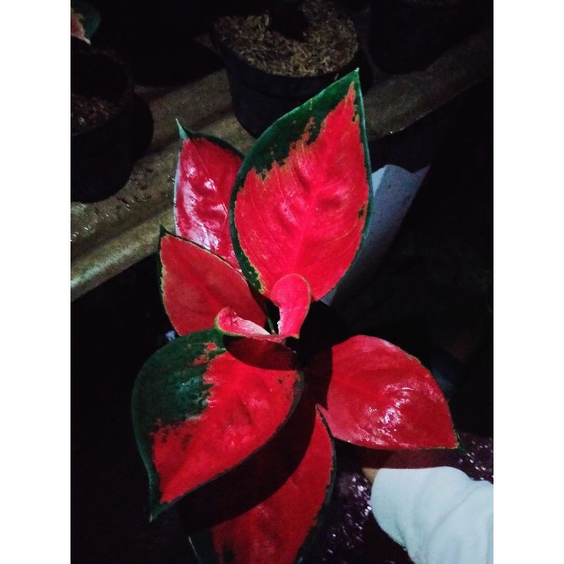 TANAMAN HIAS AGLONEMA SUKSOM JAIPONG INDUKAN//SUKSOM INDUK