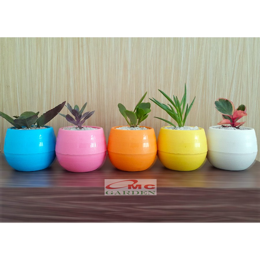 Tanaman Hias Sukulen Sekulen Mini Succulent Kaktus plus Pot Bola Warna SKLN-011-015