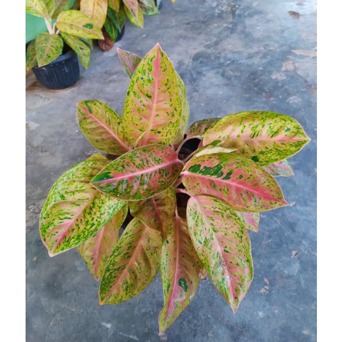 Aglonema BIG ROY Remaja Rimbun 4-7Daun
