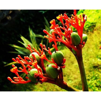 Benih Biji Jarak Botol atau Jarak Bali