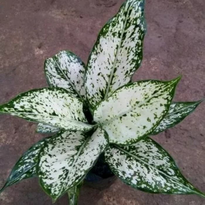 tanaman hias aglonema snow/aglonema salju