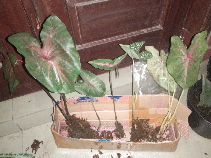 Tanaman Hias Keladi Lipstik Pink Tanaman Hias