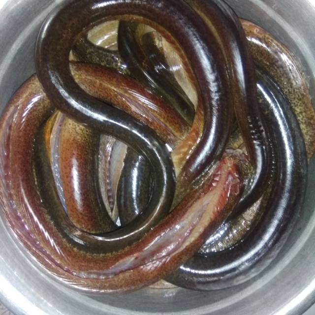 

Belut segar tinggal olah
