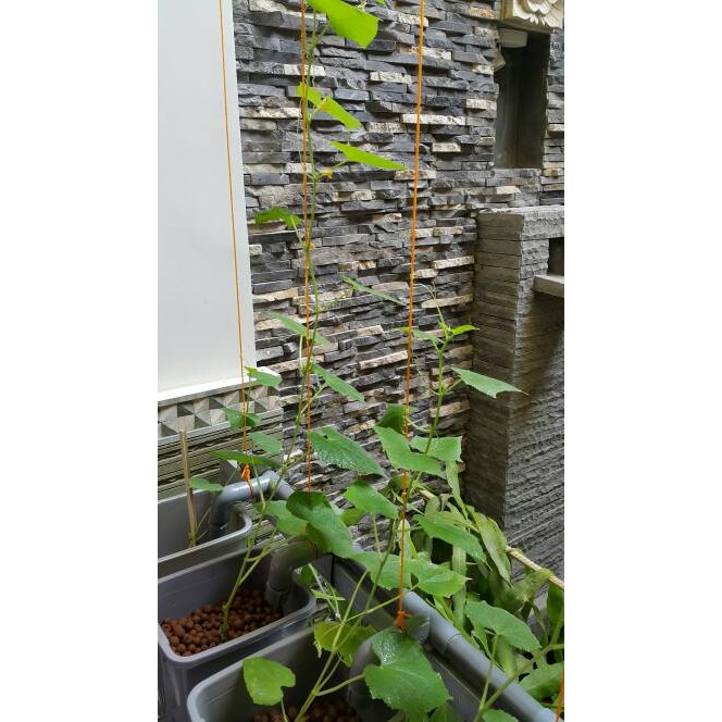 dutch bucket hydroponik