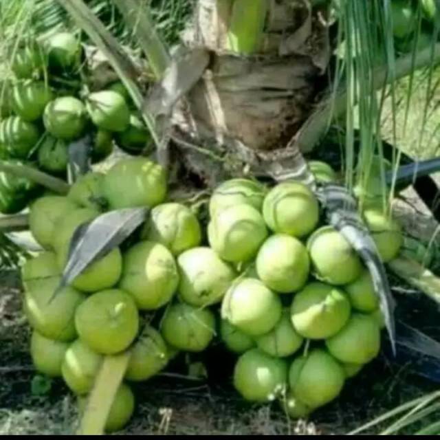 Kelapa hijau entok genjah