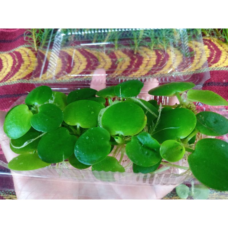 tanaman apung aquarium/frogbit