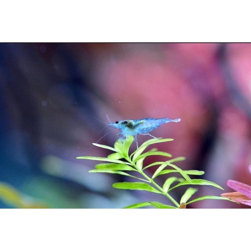 

udang hias blue jelly