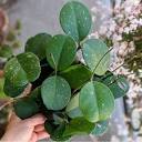 Tanaman Hias Hoya Obovata Splash