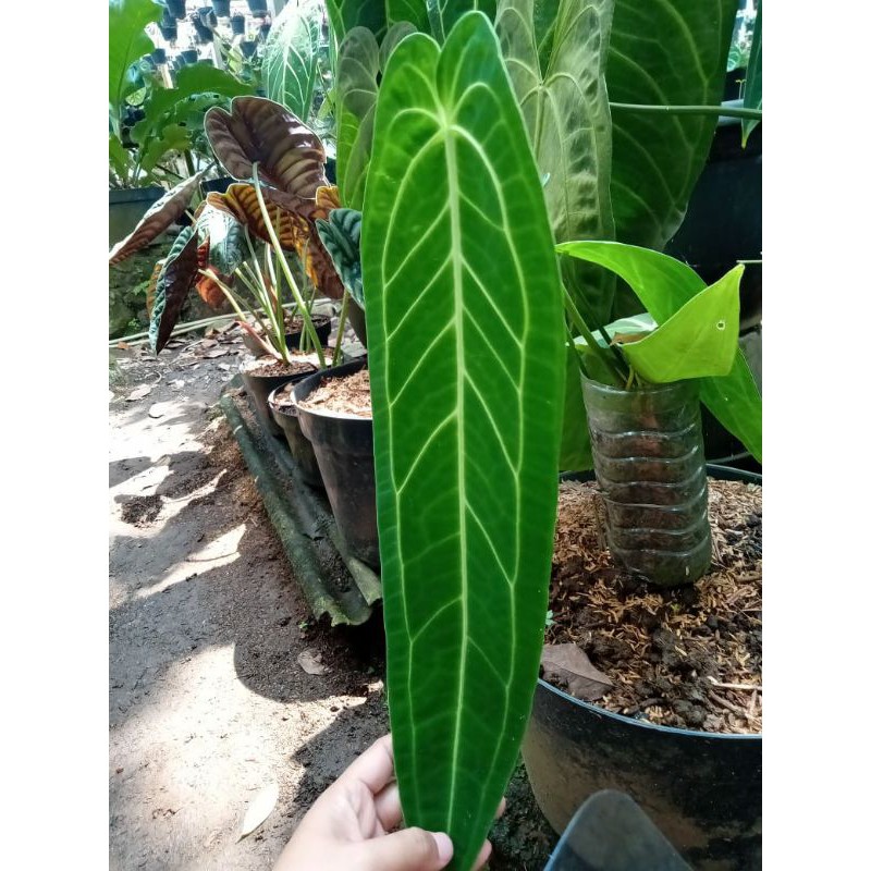 Anthurium Warocqueanum lidah gajah
