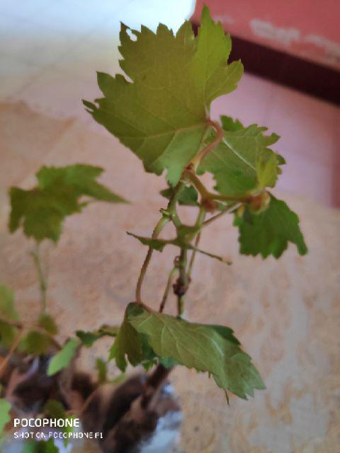 Bibit Tanaman Buah Anggur Import Transfiguration