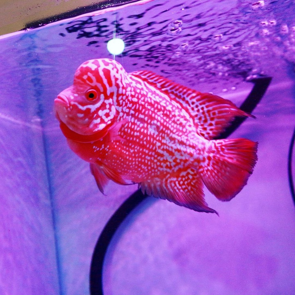IKAN LOHAN/LOUHAN SRM X CENCU SIZE 2-4 CM (BELI 3GRATIS 1)
