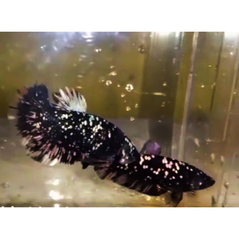 avatar cooper gold avcG siap breed