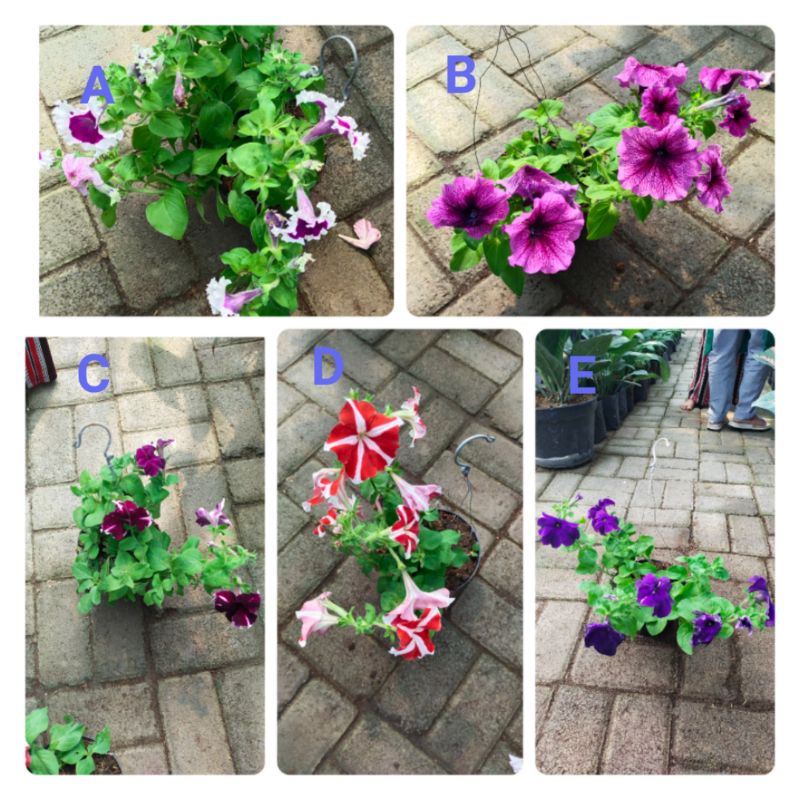 TANAMAN HIAS PETUNIA