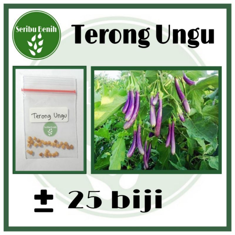 25 Benih Unggul Terong Ungu Panjang - Bibit Terong Repack Unggul [ SERIBU ]
