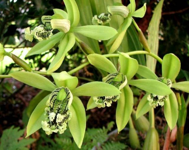 Coelogyne pandurata - anggrek Hitam