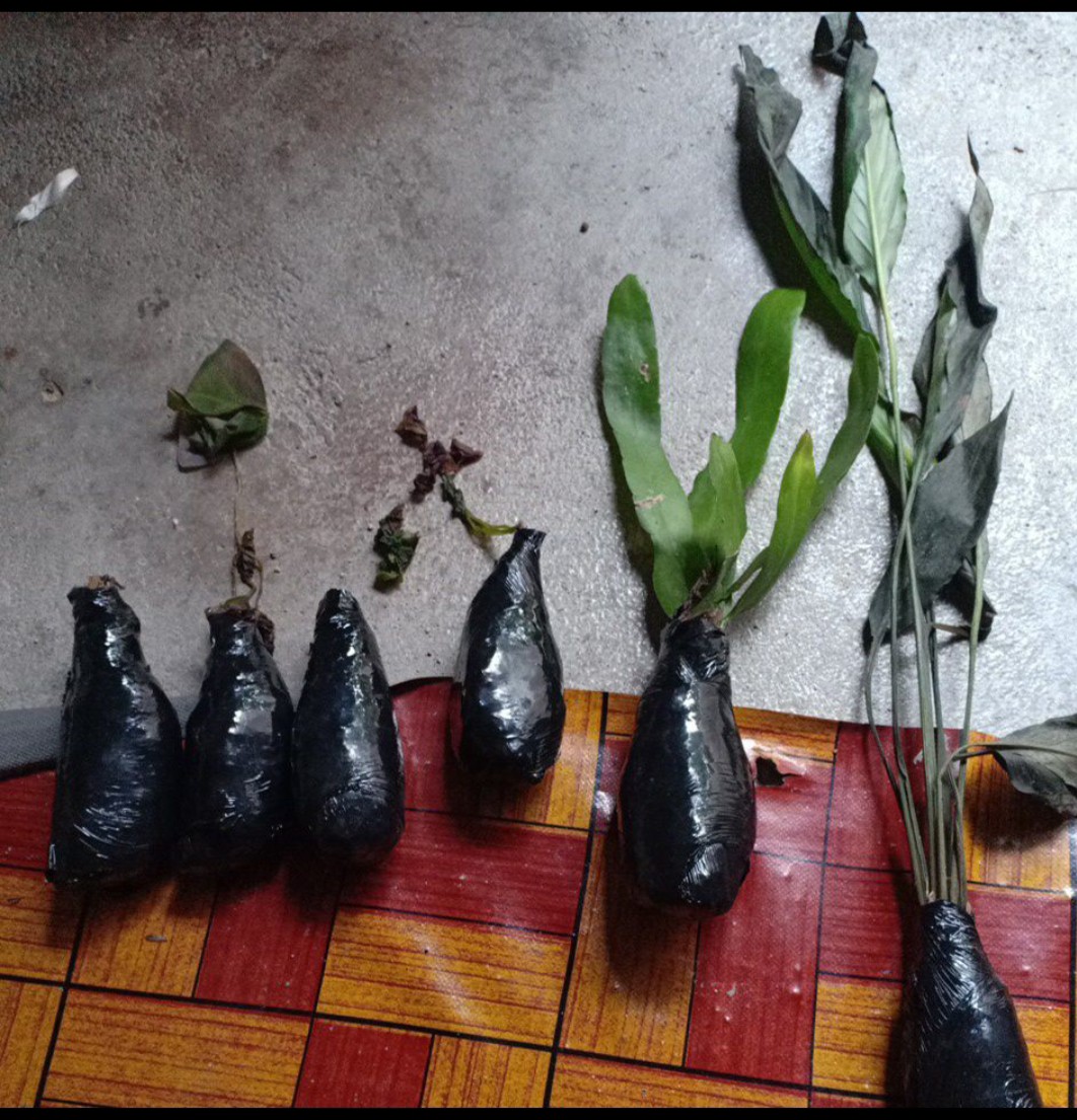 Bibit Bunga Wijaya Kusuma Merah Muda - Bunga Besar