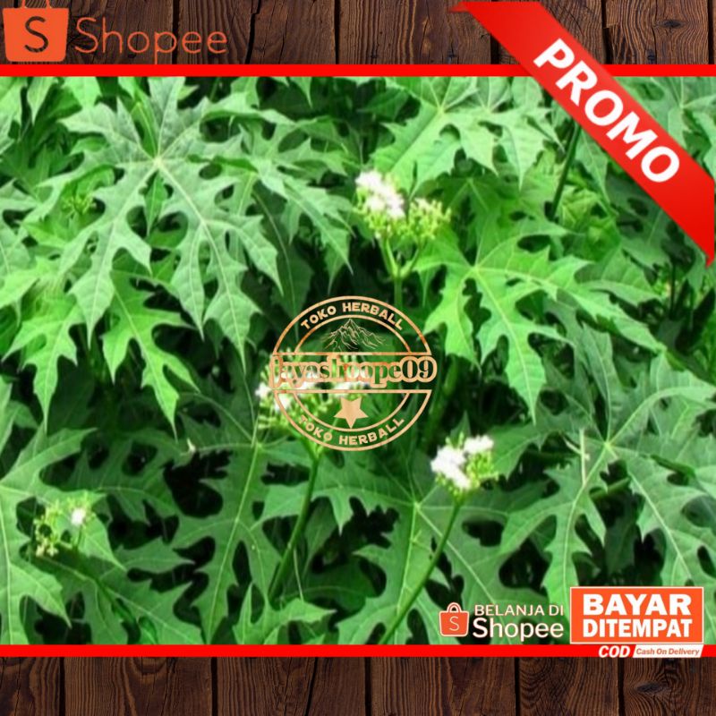 

Daun Pepaya Jepang / Daun Gendi tida pait 500.gram