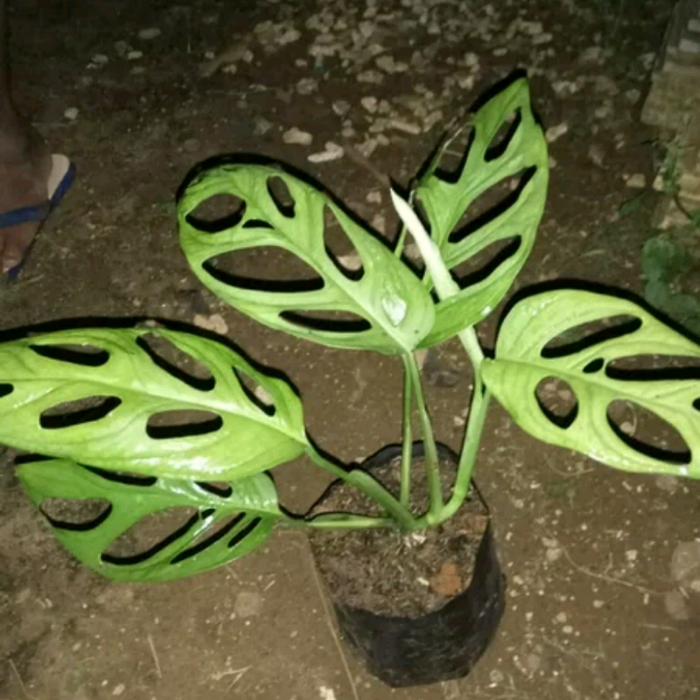 Pohon Hias Janda Bolong Rondo Bolong Tanaman Rambat Pot Pohon Hias Janda Bolong Rondo Bolong Tanaman Rambat Pot