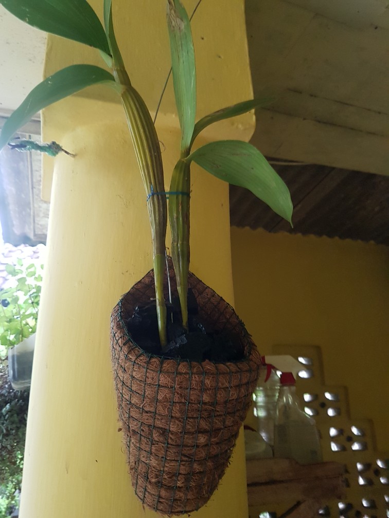 Papan Pakis Lempengan Pakis Media Tanaman