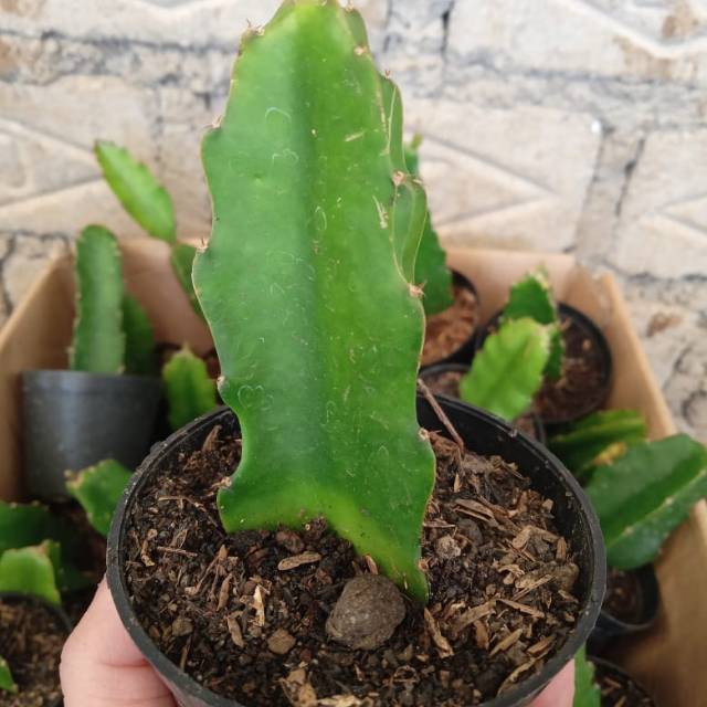 

Stam/bahan grafting untuk kaktus