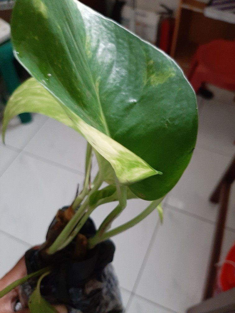 Sale ❗❗ Bibit Sirih Gading Jumbo