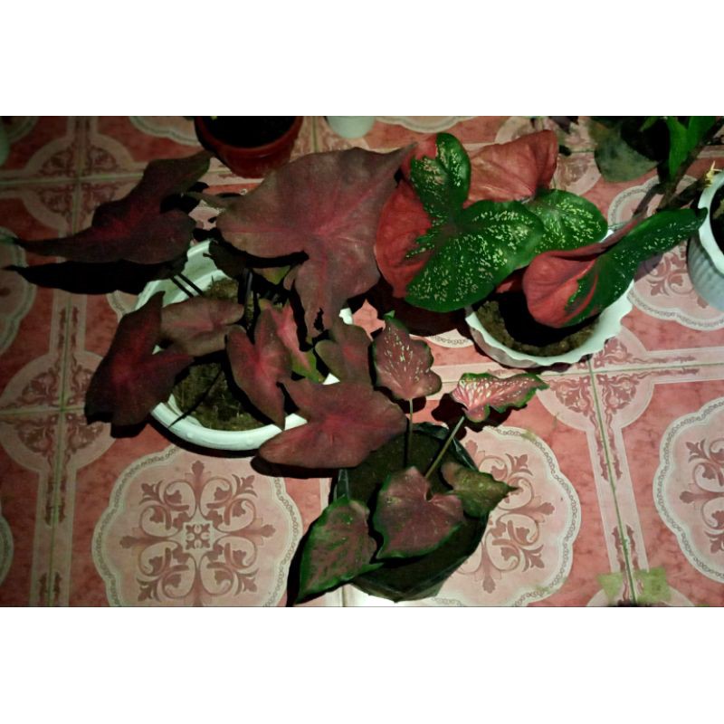 Tanaman Hias Keladi Worthon Remaja, Baret Indukan, Mirzani Indukan REAL PIC