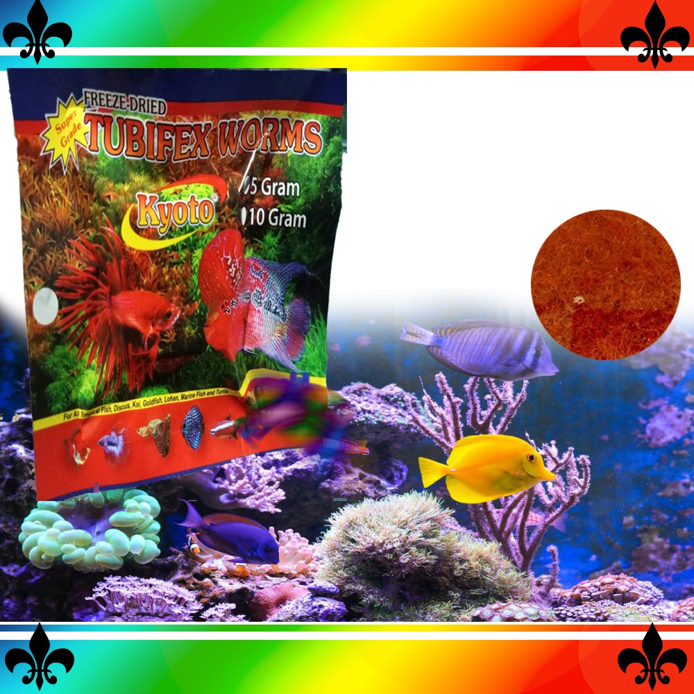 RAINBOW CACING SUTRA KERING KYOTO TUBIFEX WORMS 5 GRAM CACING BEKU KERING TANPA DI FREZZER