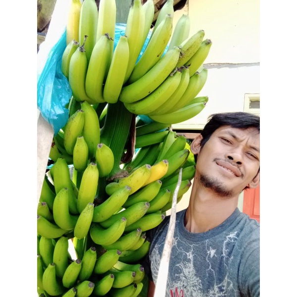 Bonggol pisang cavendish grand nain