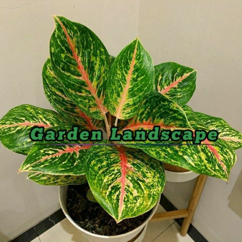 Tanaman Hias Aglonema Big Papa - Aglonema Big Papa