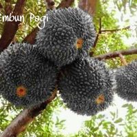DURIAN DURI HITAM KAKI 3
