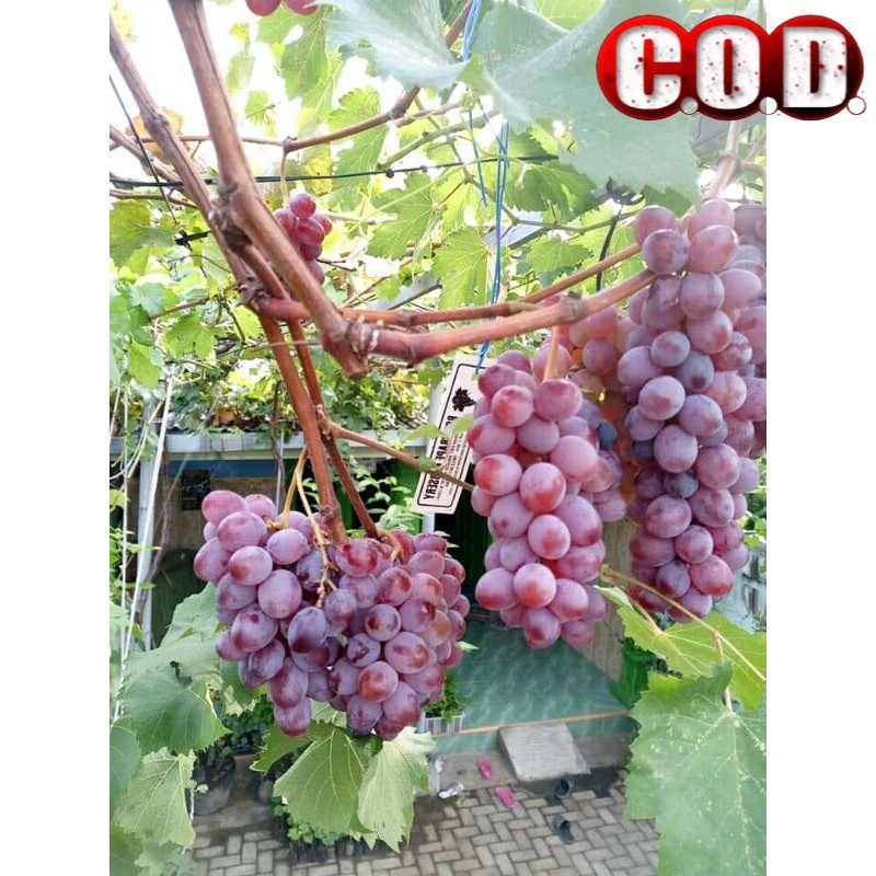 Bibit Tanaman anggur ninel super