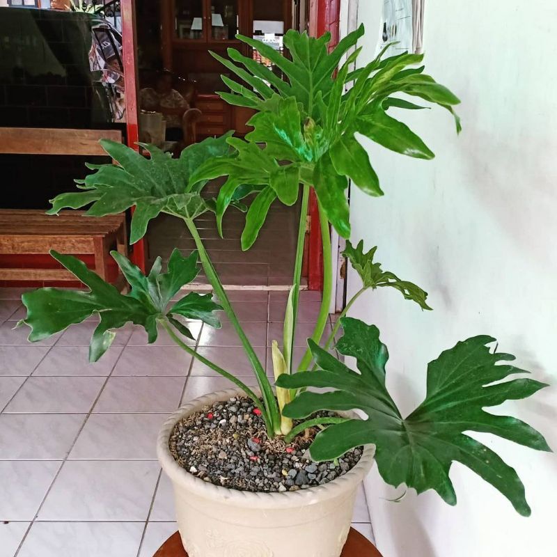 Tanaman Bunga Hias PhiloDendron/Philo jari Tanaman Hias Monstera