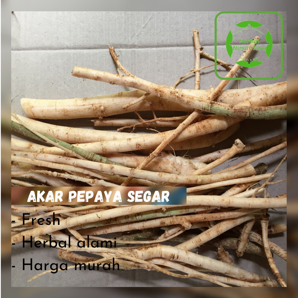 

[ Herbal Produk ] Akar pepaya segar 500 gram - obat herbal alami