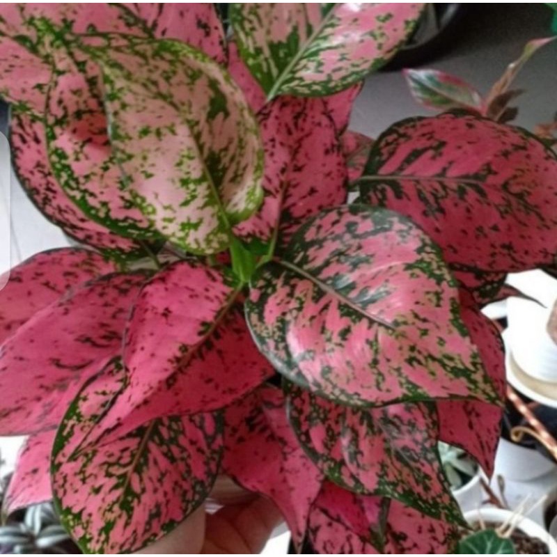 ( BISA COD ) Promo aglonema ruby pink - tanaman hias aglonema ruby pink