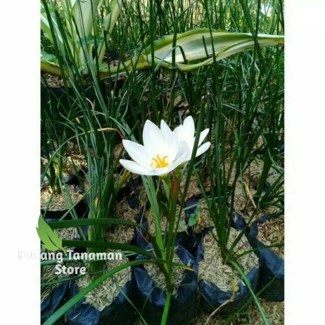 Tanaman hias kucai tulip bunga putih kucai bunga