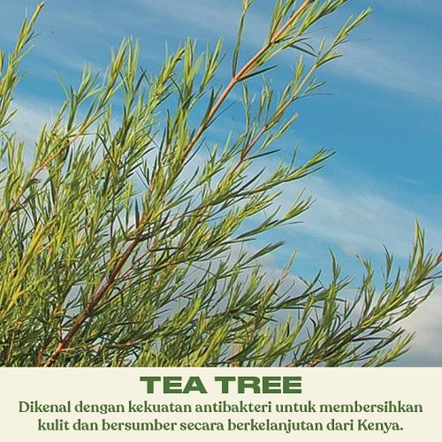 The Body Shop Tea Tree Daily Solution Serum 50ml