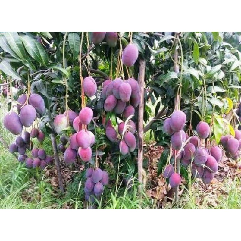 bibit pohon mangga irwin/ungu jumbo