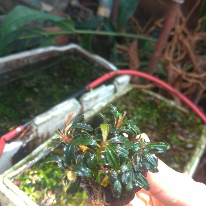 Aquascape bucephalandra mini black phantom wabikusa herbscp92 Ayo Order