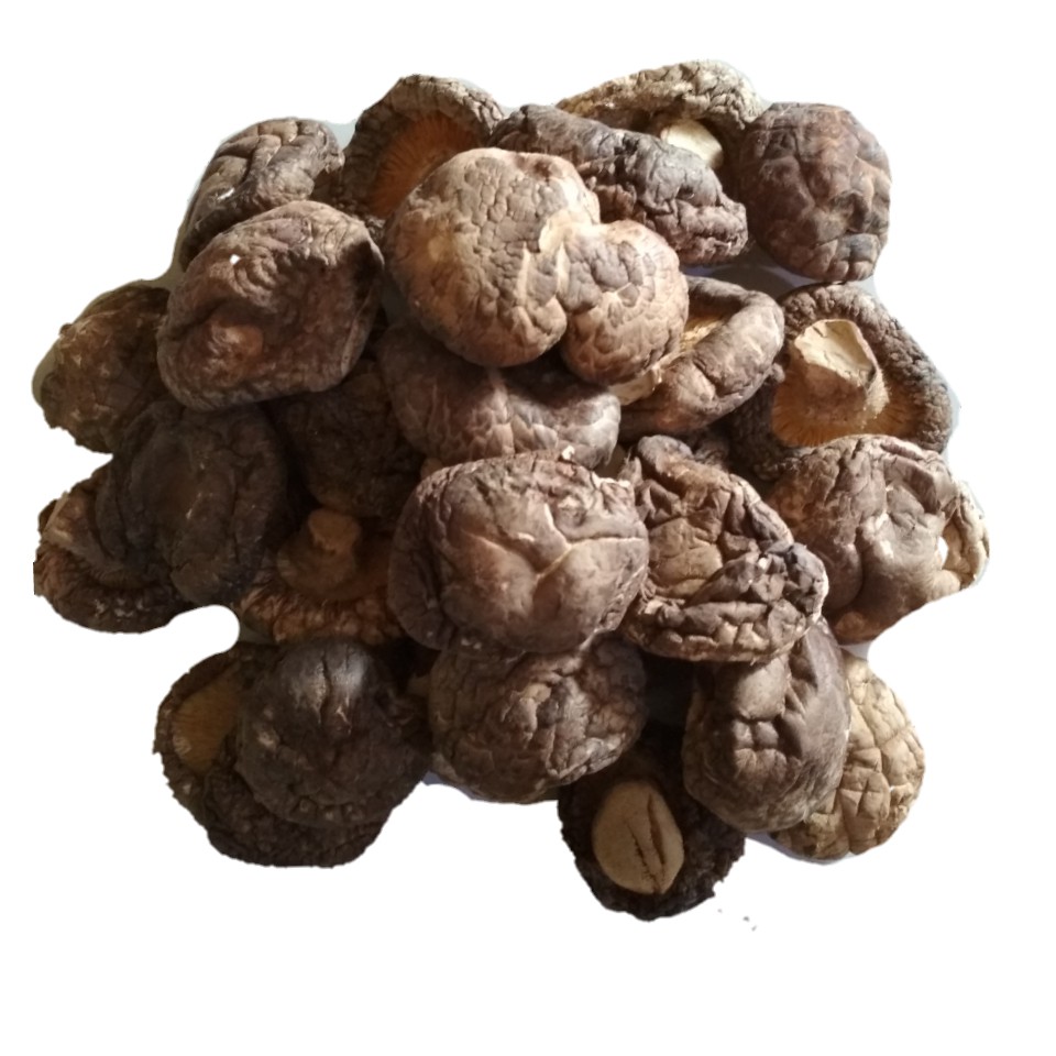 

Jamur Hioko | IKPS Brand | Ukuran L | 250gr