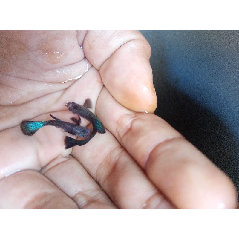 Ikan Hias Aquascape Guppy Hb Blue