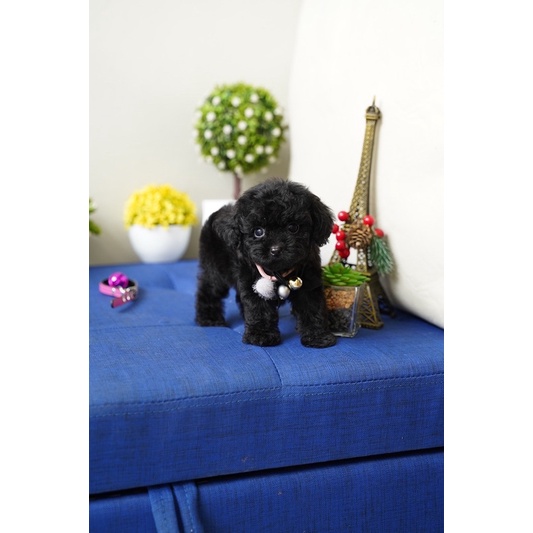 Teacup Black Tiny Toy Poodle Puppy