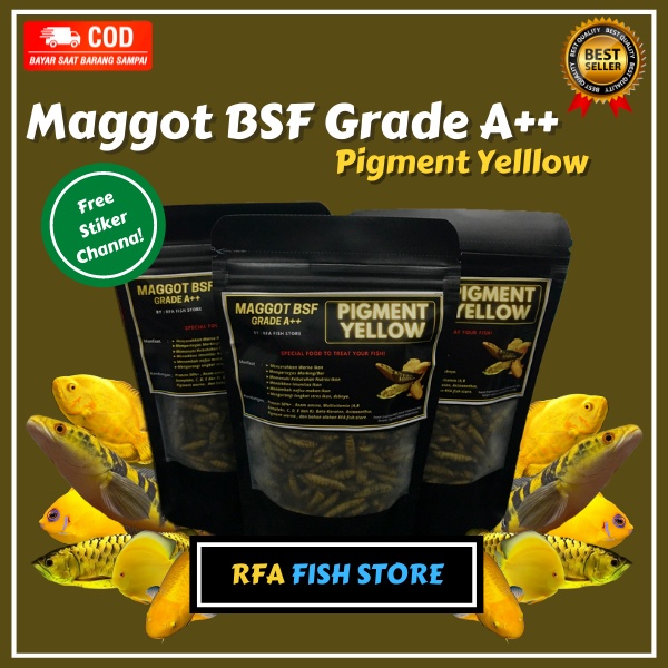 Maggot Kering BSF Grade A++ Pigment Yellow Pakan ikan predator channa maru asiatica  bukan el barca