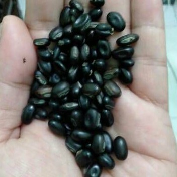 benih mucuna bracteata (MB) lokal