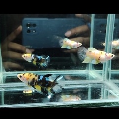 CUPANG SEPASANG YELLOW KOI GALAXY 100%REALPICT (88YK1)
