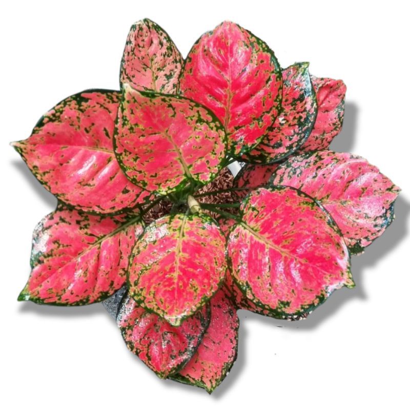 Aglonema Dud Anjamani Merah remaja Tanaman Hias Aglonema Dud Anjamani Termurah dan Bibit Red Anjaman